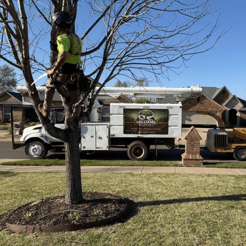 Completed tree service project