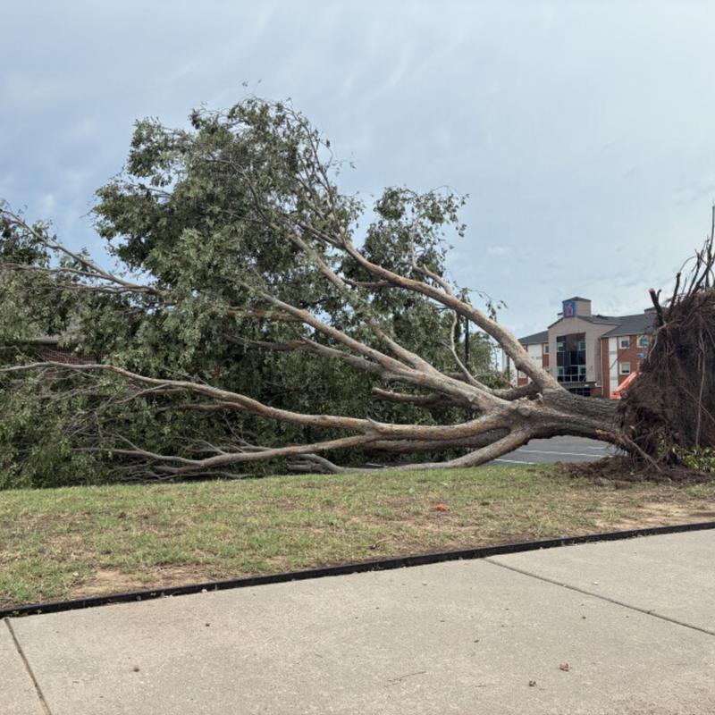 Storm-damaged tree being cleared from an Oklahoma property