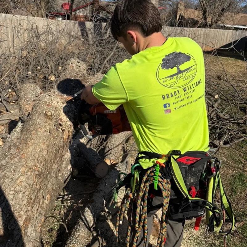 Tree crew working on a residential property
