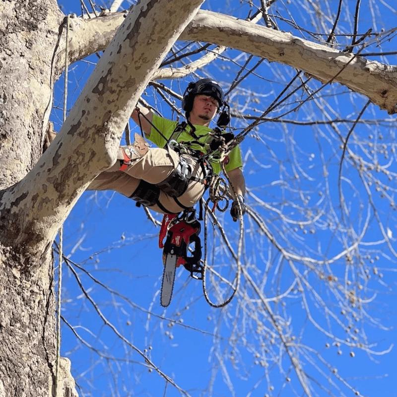 Completed tree care work at an Oklahoma property