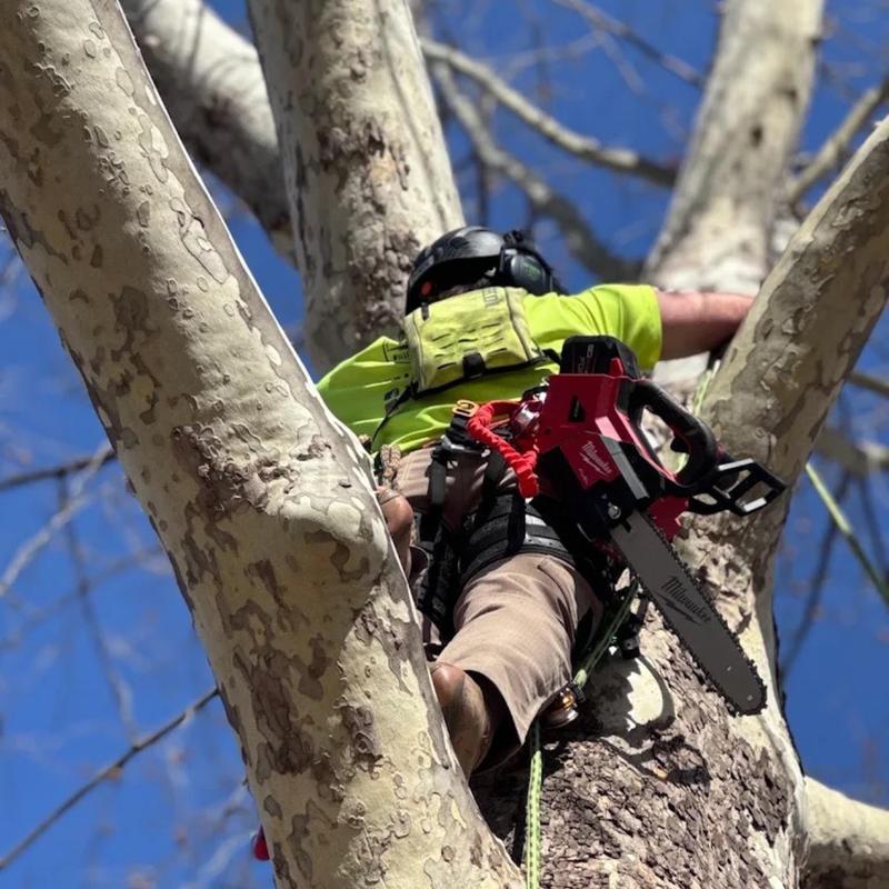 Tree trimming work on a mature tree